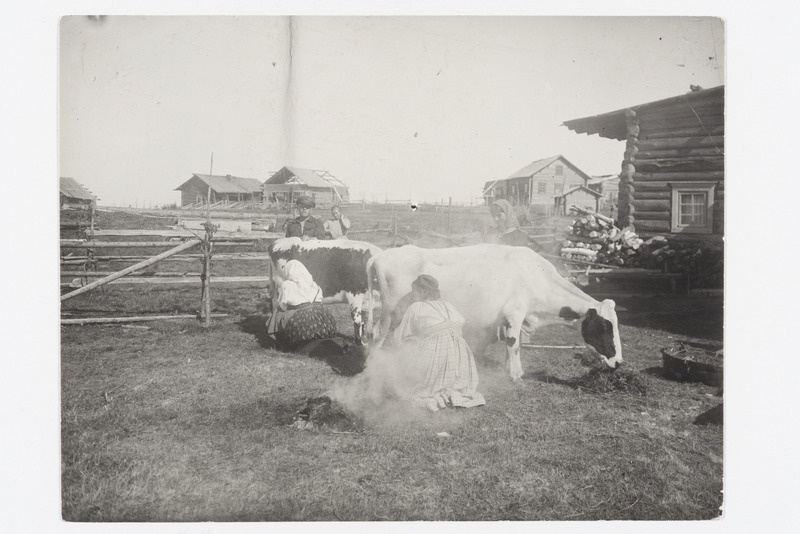 Karjala naised lehmi lüpsmas 1928. a.