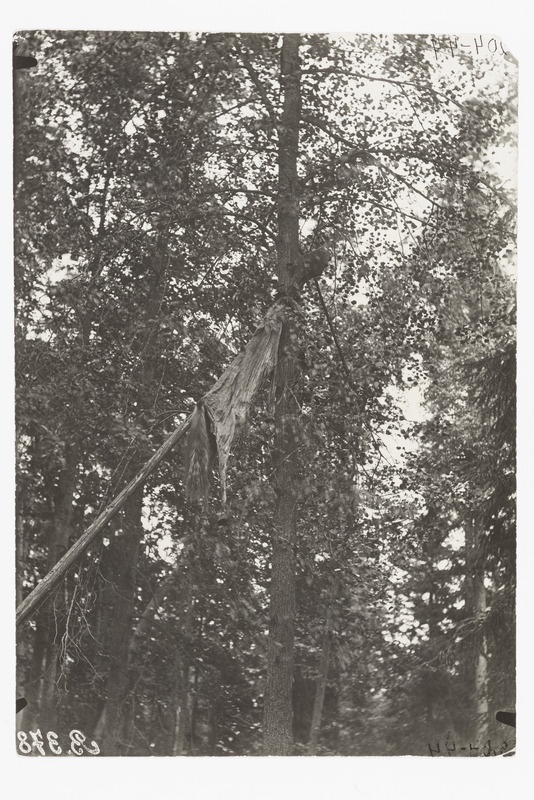Latile asetatud tšeremisside ohvrilooma nahk puu otsas Birskii maakonnas 1902. a.
