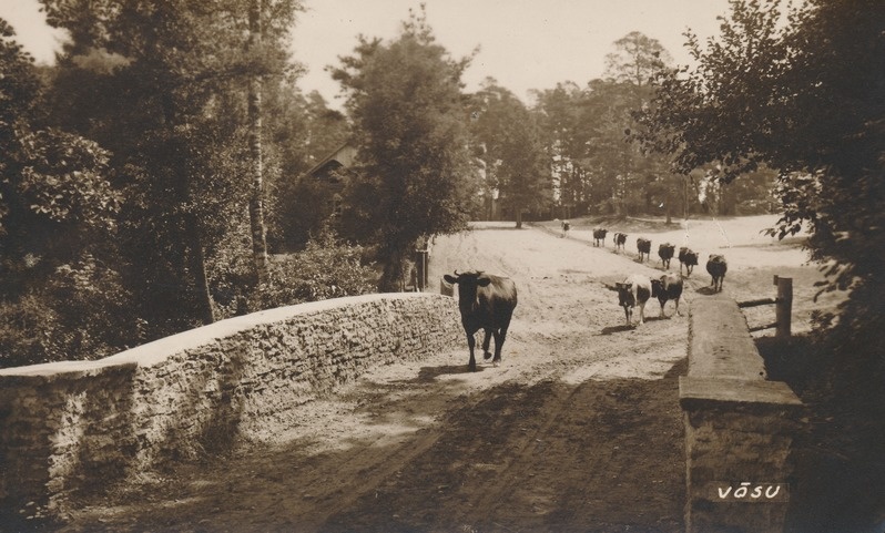 Võsu
