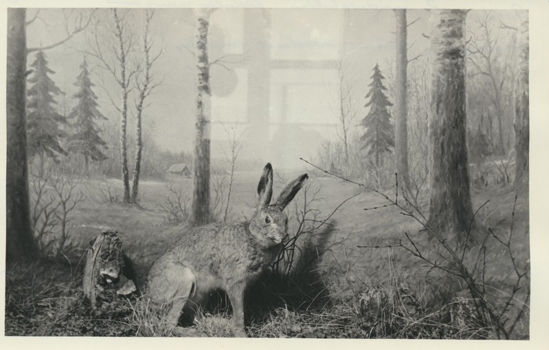 Vaade Koduloomuuseumi looduse osakonda