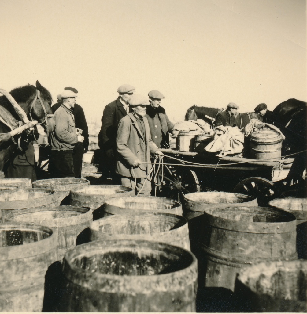 Silgulaat Kaupsaare sadamas Mahu rannas