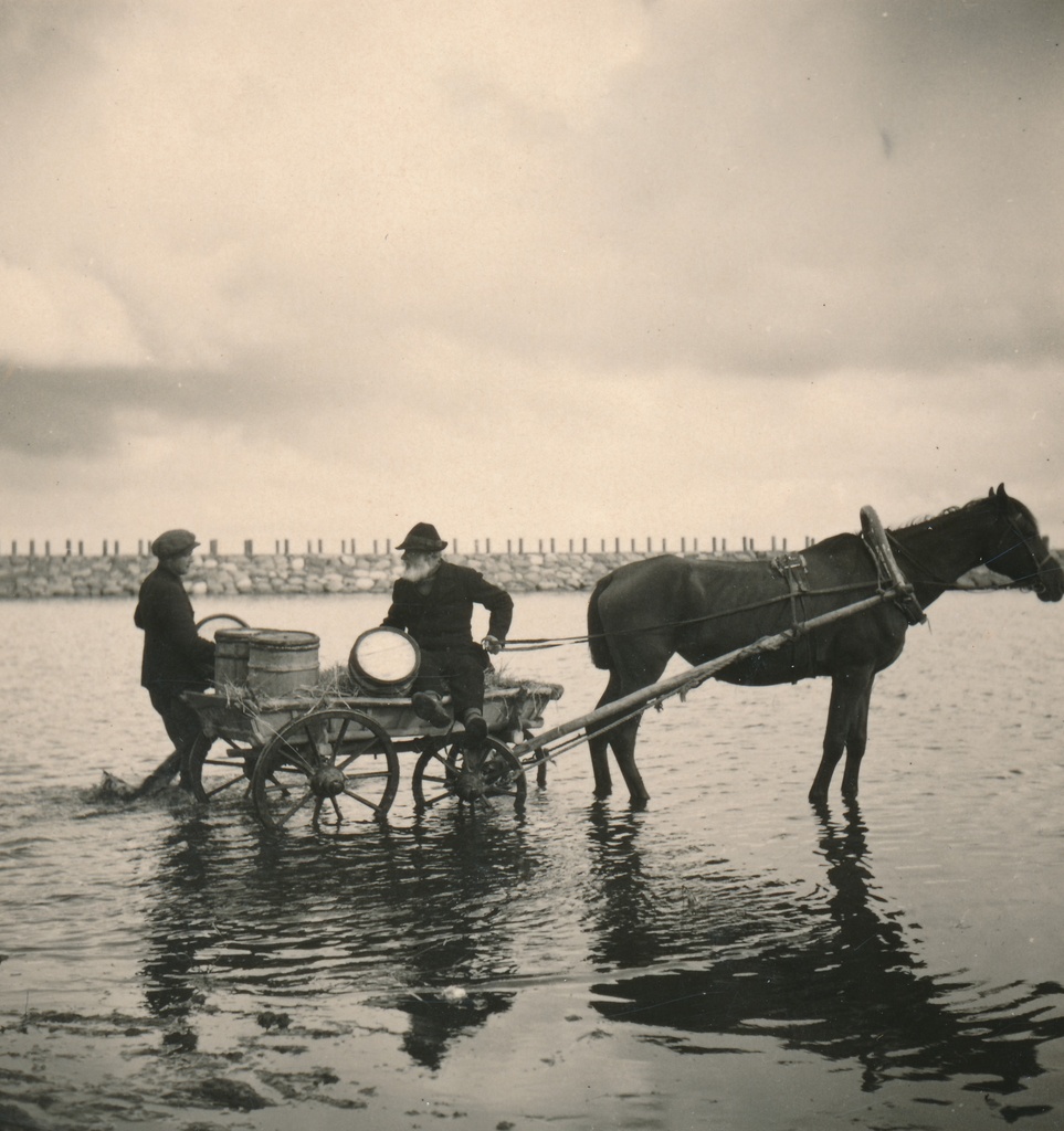 Silgulaat Kaupsaare sadamas Mahu rannas