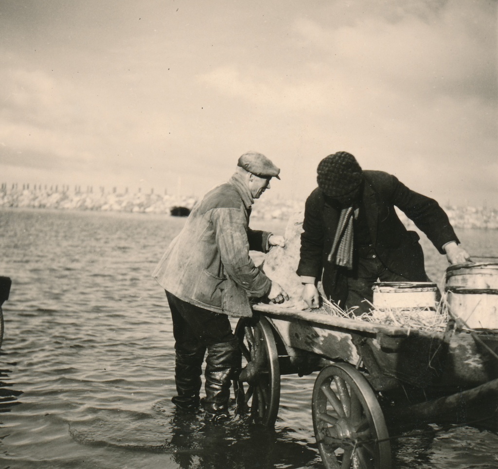 Silgulaat Kaupsaare sadamas Mahu rannas