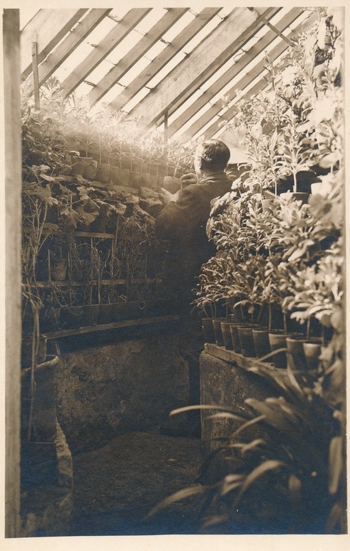 Virumaa Rahvaülikooli kooli kasvuhoones