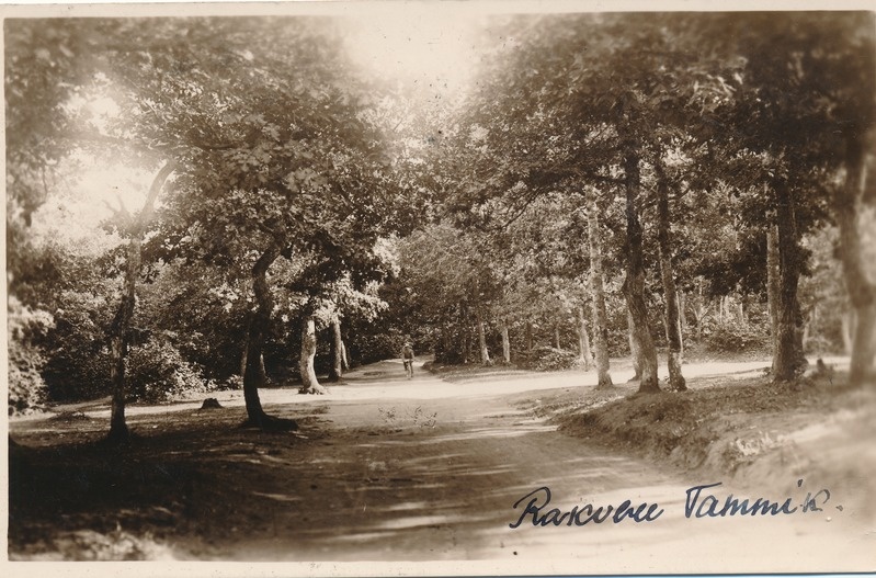 Rakvere tammik