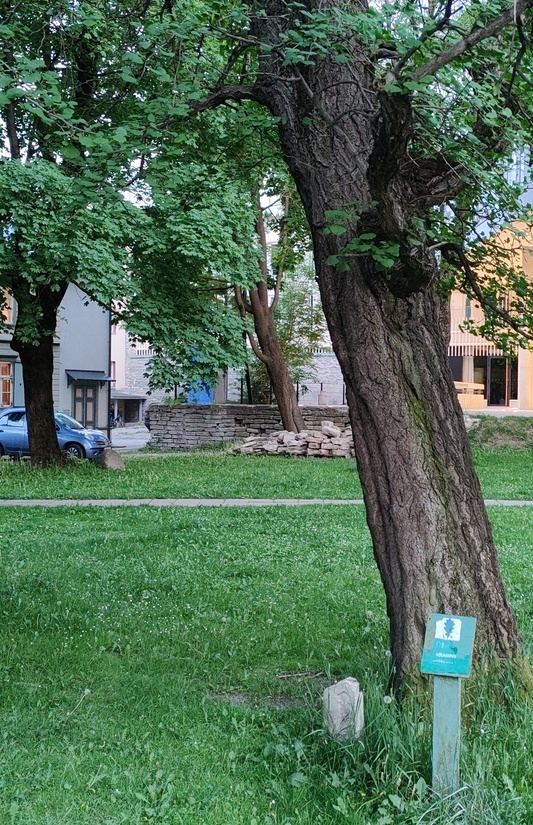 Prime Minister Andres Tarand opens a natural protection month under the woods on the Süda Street. rephoto