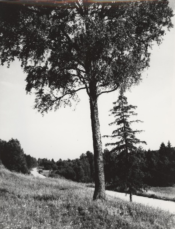 Porkuni-Saksi maantee