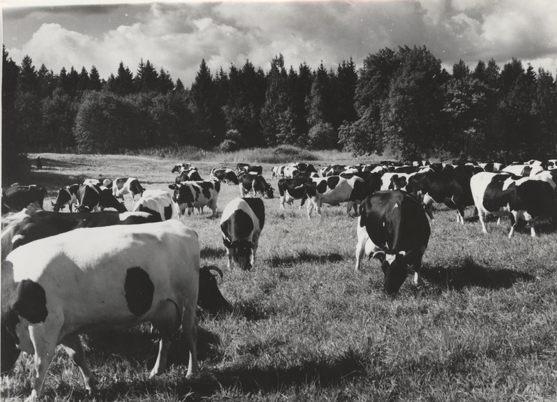 Põdrangu sovhoosi kari karjamaal