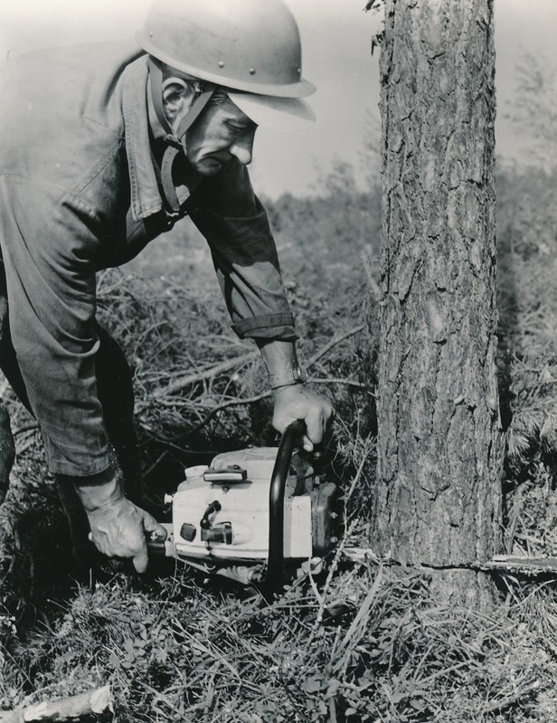 Bensiinimootorsaag Taiga-214 katsetamine Jõhvi metsapunktis