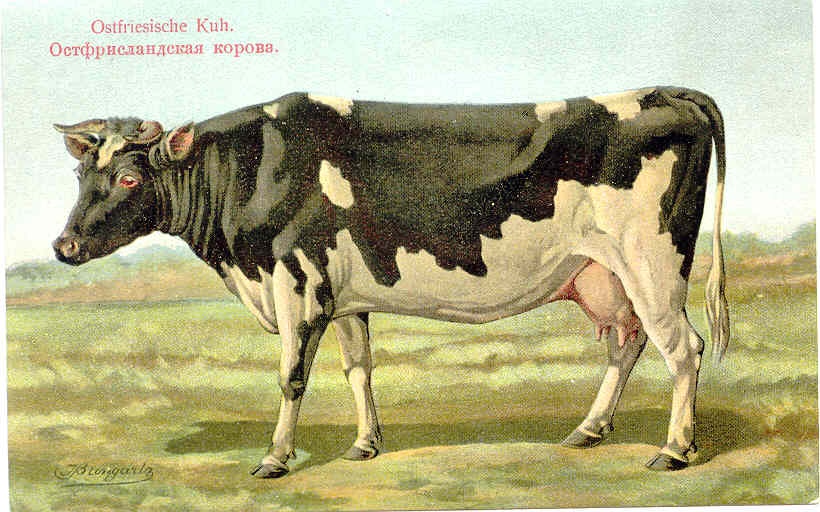 Ida-Friisi lehm