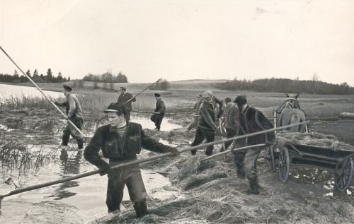 Removal of lina leather in Kirov-named colony in Otepää district