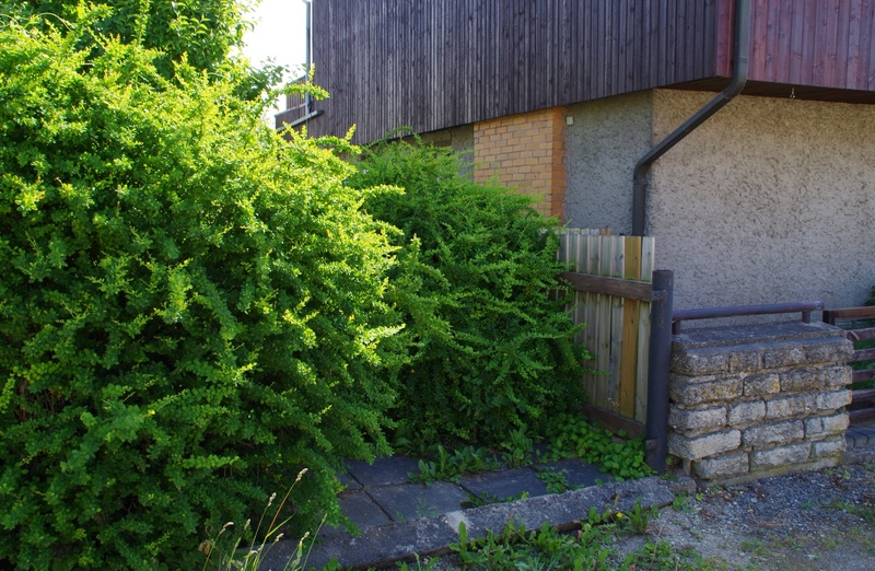 Mälestuskivi avamine farmaatsiadoktor Alma Tomingase sünnikodus rephoto