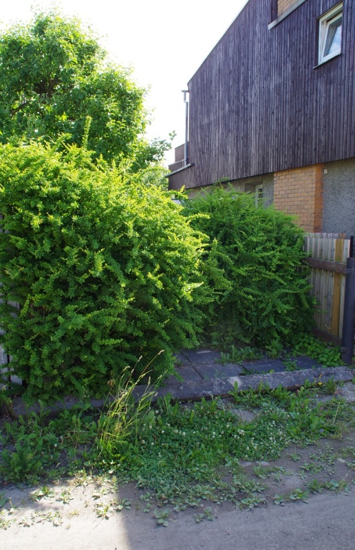 Mälestuskivi avamine farmaatsiadoktor Alma Tomingase sünnikodus rephoto