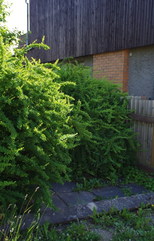 Mälestuskivi avamine farmaatsiadoktor Alma Tomingase sünnikodus rephoto