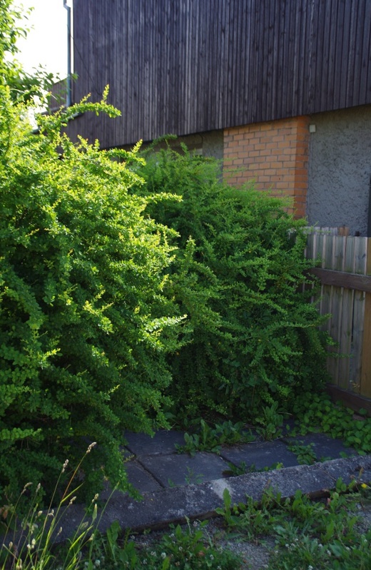 Mälestuskivi avamine farmaatsiadoktor Alma Tomingase sünnikodus rephoto