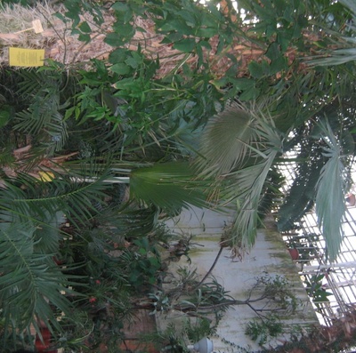 Tartu botaanikaaia palmimaja, sisevaade. Arhitekt Ingrid Mardi, insener Tõnu Keskküla; EMP rephoto