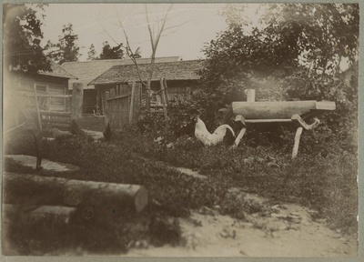 Kukk kanadega taluõuel / A rooster with a few chicken on a farmyard  duplicate photo
