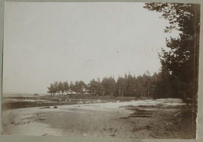 Adruga kaetud rand / Beach covered with seaweed  duplicate photo