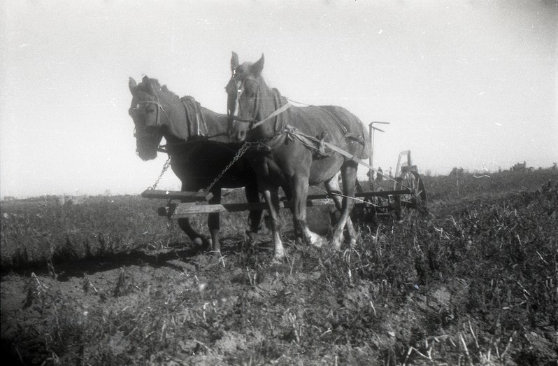 Hobused põldu kündmas (TRÜ juurvilja aktsioon)