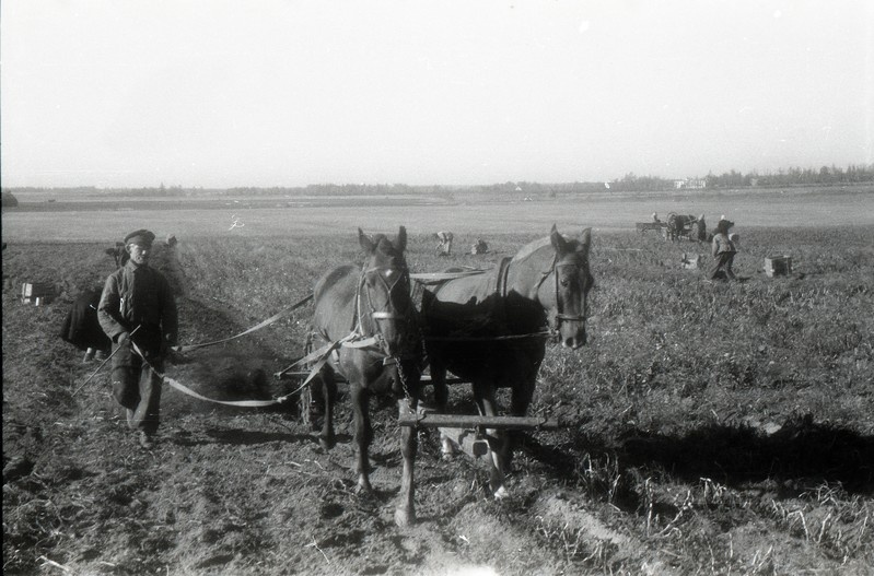 Kartulivõtmine? (TRÜ juurvilja aktsioon)