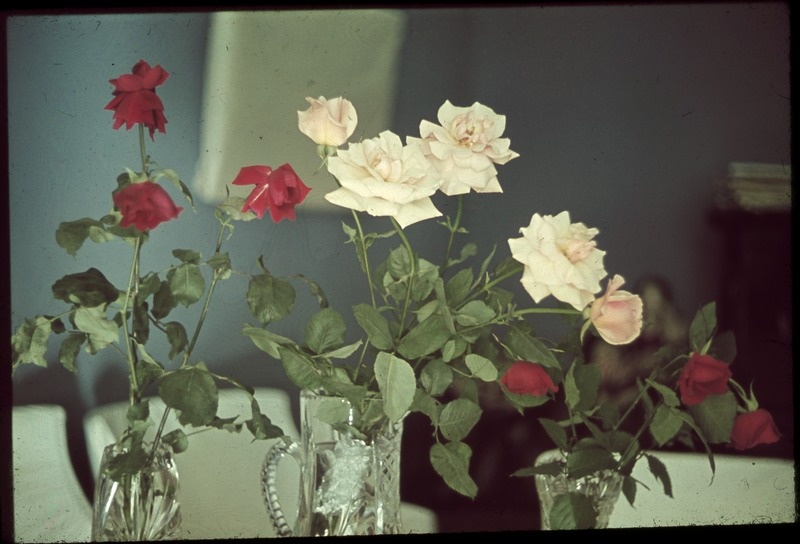 Punased ja valged roosid vaasis.