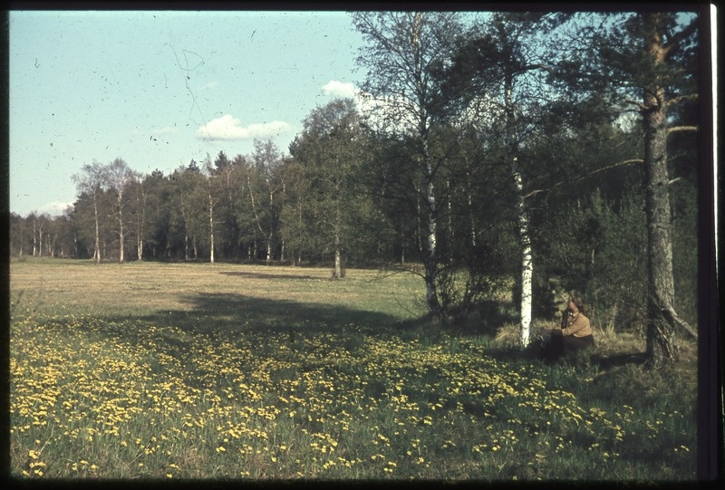 Kevadine maastik. Õitsev heinamaa metsa ääres. Kadrioru park (?),  paremal puude all istuv naine.