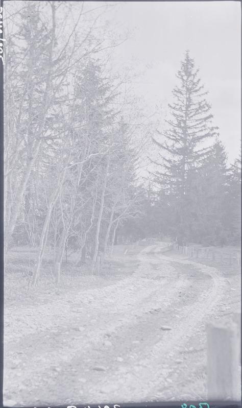 Tee Sillamäe pargis.