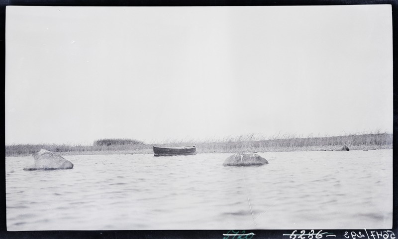 Järv