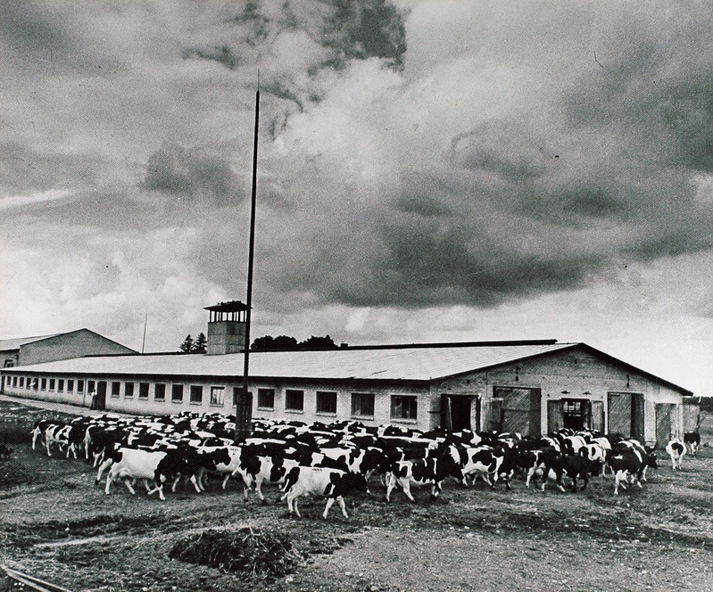Haljala kolhoosi piimafarm