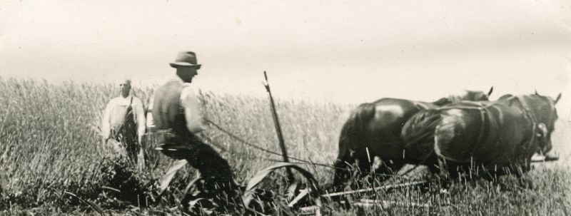 Viljalõikus hobustega