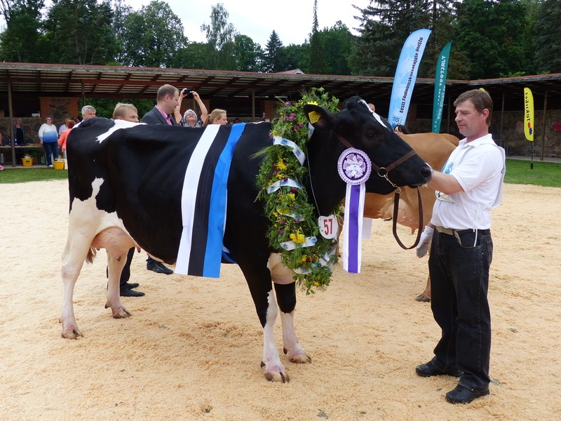 Näituskonkursil Viss 2016 pälvis Eesti holsteini tõugu lehmadest vissitiitli Siili farmist Nigula piim OÜ