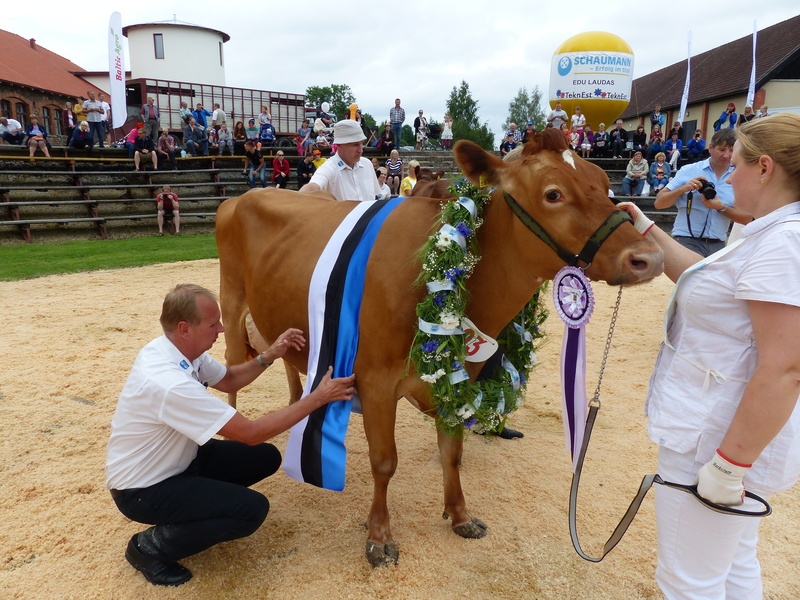 Näituskonkursil Viss 2016 pälvis vissitiitli Eesti punast tõugu lehmade seast Taara AS Tartu Agro Vorbuse farmist