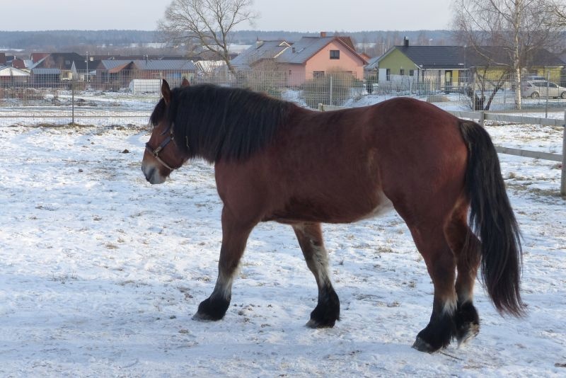 Muuseumi eesti raskeveotõugu hobune Vertu