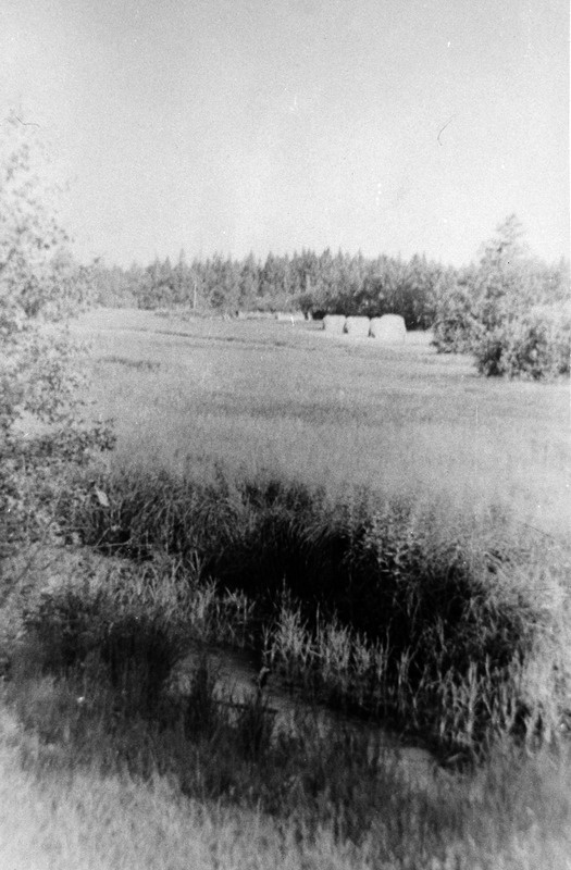 Kuusemõisa talu võsastunud niit