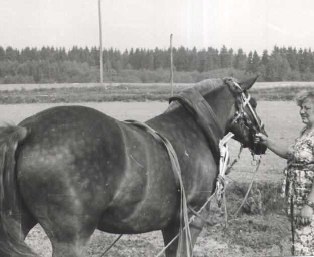 Hobuserakend äkke ees