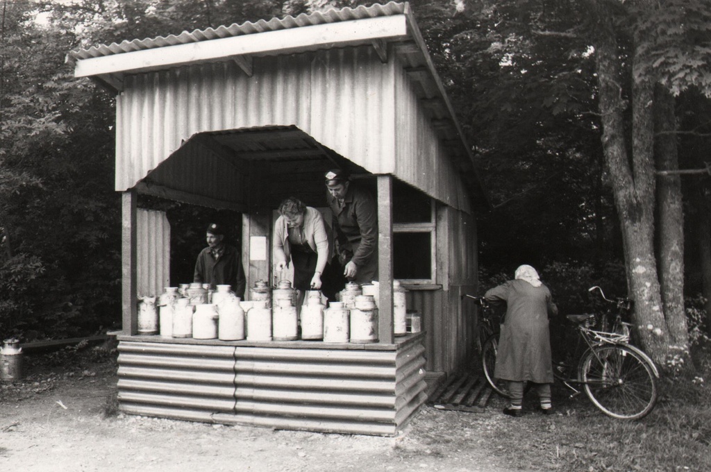 Piima üleandmine Leedri küla piimapaviljonis
