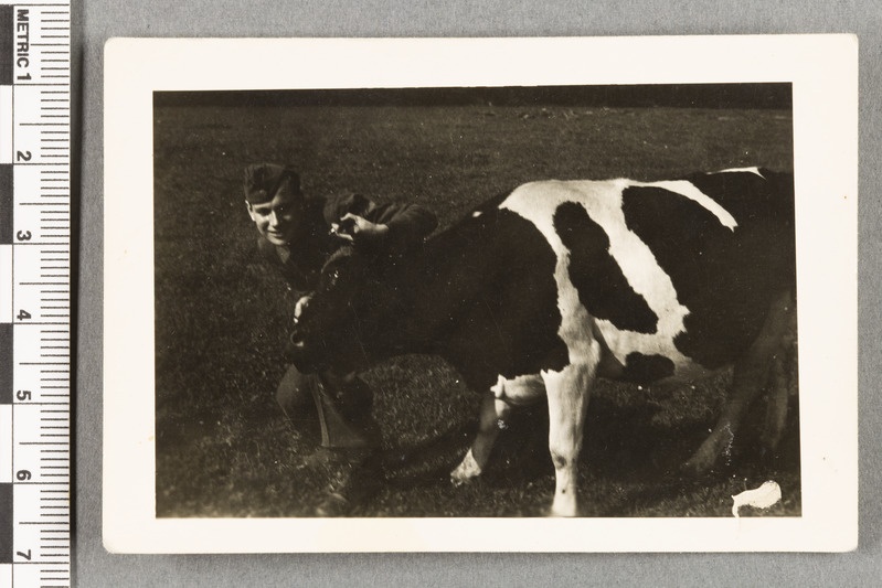 Bruno Venesaar Heidelaagris lehmaga