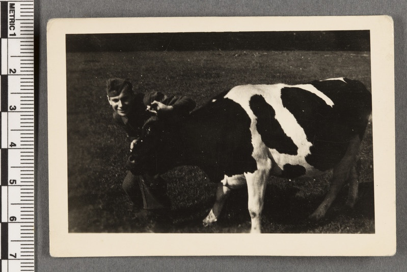 Bruno Venesaar Heidelaagris lehmaga