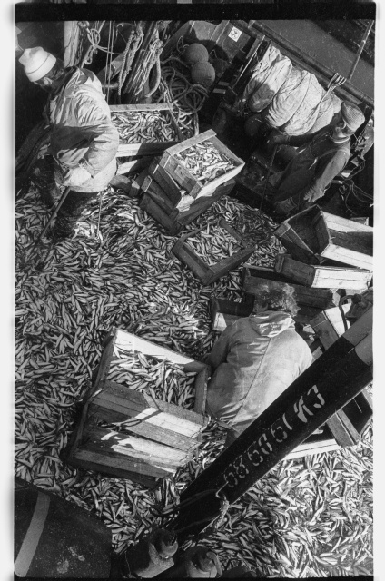 Viru Rand fishermen with rough catch in Toila Harbour