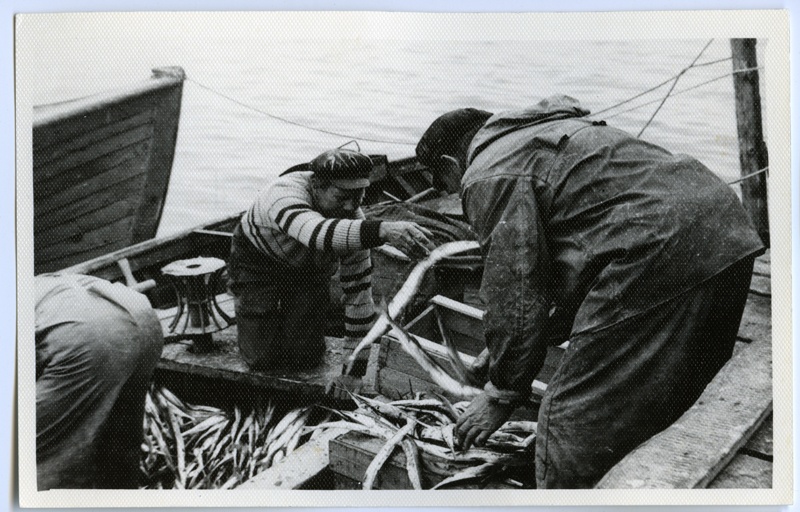 Varbla Colhose I Fishing Brigade Fishers At the Purchase Point, transferring fish