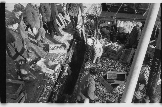 Viru Rand fishermen with rough catch in Toila Harbour