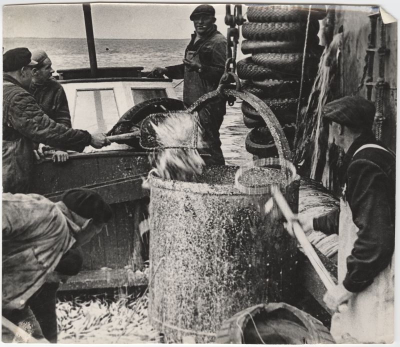 Fishermen of the colon "Virtsu Kalur" in the Gulf of Virtsu transferring fish from the boat to the ship