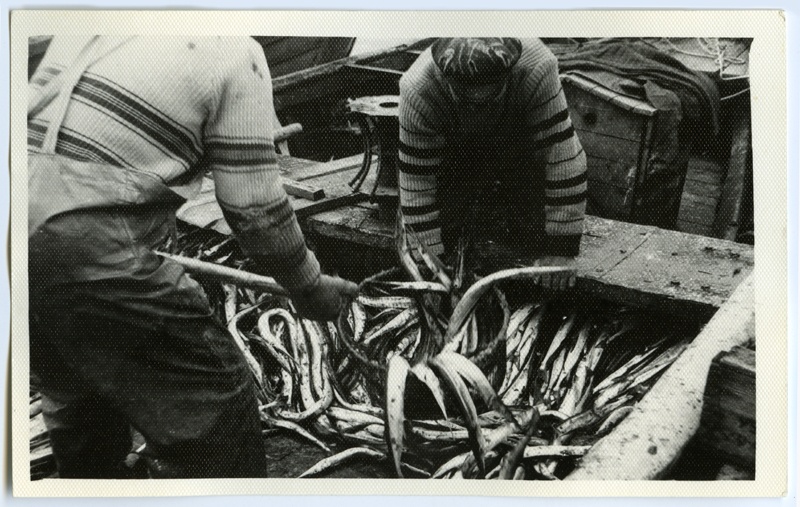 Varbla Colhose I Fishing Brigade Fishers At the Purchase Point, transferring fish