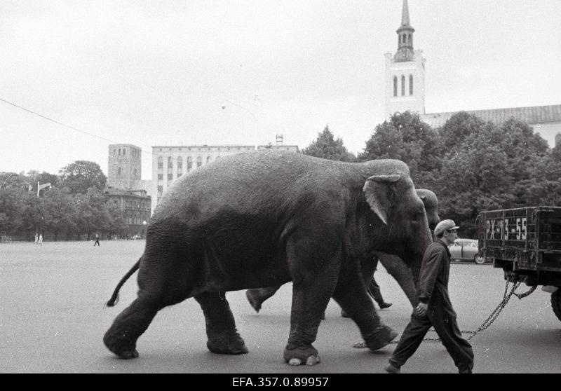 Tsirkuseartist Kornilovi elevantide transportimine Võidu väljakul.