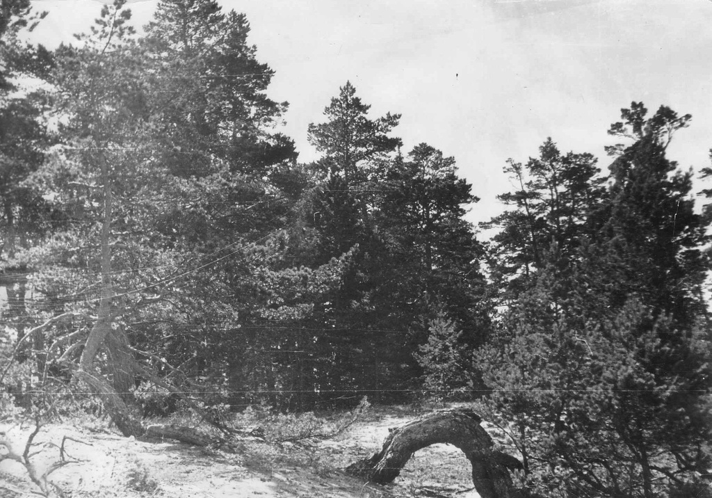 Rannamännid Põhja-Ristna lähedal