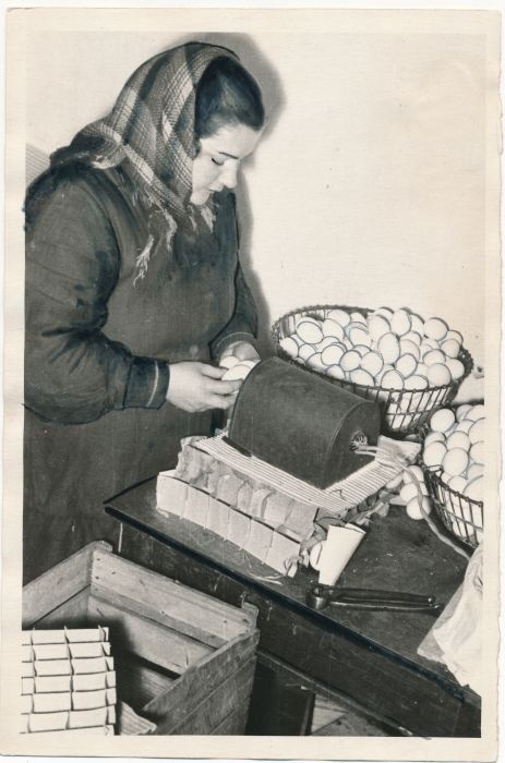 Foto. Haapsalu raj. haude-linnukasvatusjaama töötaja Maria Orgla inkubaatorisse minevaid mune läbi vaatamas. 1957. Foto A. Lumeste.