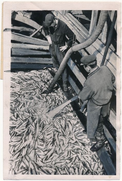 Foto. Kalapump Virtsu kalavastuvõtupunktis tühjendab Majaka kolhoosi paati räimedest. 1956. Foto E. Saar.