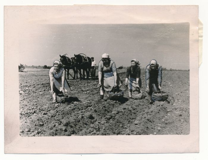 Foto. Käsitsi kartulipanek Lihula raj Kalinini-nim kolhoosis. 1957. Foto E. Kanter.