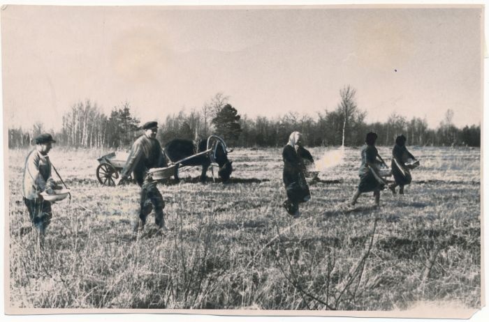 Foto. Haapsalu raj Karl Marxi kolhoosi töötajad käsitsi väetisekülvi tegemas. 09.04.1957. Foto A. Lumeste.