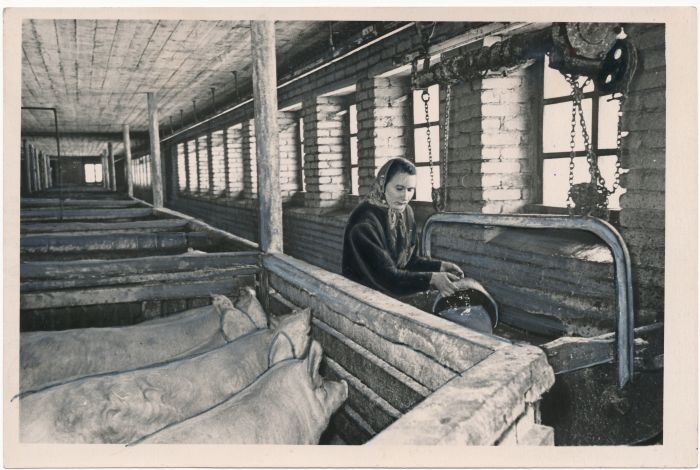 Foto. Hiiumaa raj Putkaste sovhoosi seatalitaja Lille Tisler. 1957. Foto E. Norman.